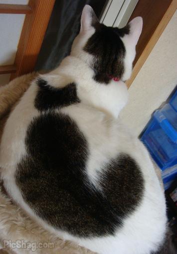 dos gatos
